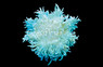 Colored Blue Tip Sebae Anemone :: 50043