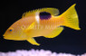 Golden Spot Hogfish :: 21500