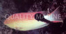 Black Banned Hogfish :: 21501