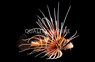 Radiata Lionfish