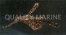 Roughsnot Ghost Pipefish :: 25009