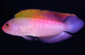 Multi Colored Dottyback :: 26000