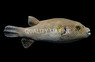 Blue & White Pufferfish