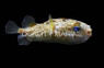 Black Blotch Porcupinefish :: 26525