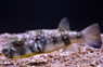 Sand Pufferfish :: 26531