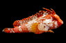 Cockatoo Waspfish
