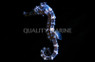 Tiger Tail Seahorse :: 28501