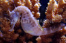 Pot Belly Seahorse, Sub Adult/Female :: 28522