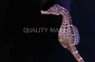 Pot Belly Seahorse, Male :: 28523