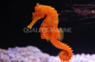 Orange Lined Seahorse, Sub Adult/Female :: 28527