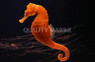 Orange/Yellow Lined Seahorse, Male :: 28528