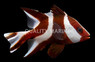 Emperor Red Snappers