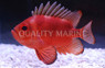 Bigeye Catalufa Soldierfish :: 30500