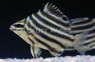 East-Australian Stripey :: 31000