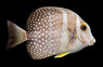 Mustard Guttatus Tang