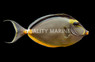 Naso Tang w/Steamer