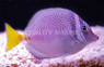 Razor Tang :: 31541