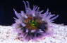 Japanese Green Flower Anemone :: 50072