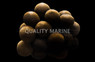 Cuttlefish Egg Cluster :: 50504