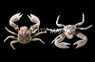 Anemone Crab, Pair :: 52503