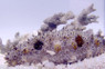 Stubborn Sea Cucumber :: 53016