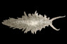 Sea Hare :: 55009