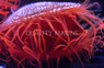 Flame Scallop :: 56511