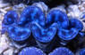 Ultra Coco's Maxima Clam :: 56555