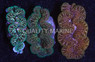 Ultra Premium Tiger Maxima Clam :: 56561