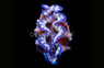 Hybrid Crocea x Squamosa Clam :: 56564