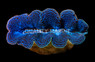 1st Grade Crocea Clam :: 56565