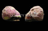 Margarite Snail :: 57023