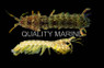 Lime Mantis Shrimp :: 57529