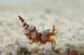 Sexy Anemone Shrimp, Pair :: 57542
