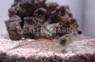 Blue Claw Anemone Shrimp :: 57588
