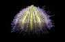 Purple/Pink Hairy Urchin :: 59520
