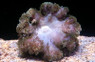 Feather Carpet Anemone :: 50069