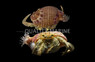 Anemone Hermit Crab :: 52514