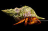 Assorted Red Leg Hermit Crab :: 52516