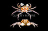 Pom Pom Crab :: 52522