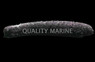 Black Sea Cucumber :: 53001
