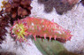Warty Sea Cucumber :: 53005