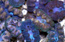 Multicolored Crocea Clam :: 56515