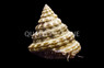 Turban Snail :: 57019