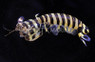 Zebra Mantis Shrimp :: 57581