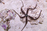 Fancy Brittle Sea Star :: 59041