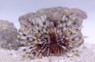 Banded Longspine Urchin :: 59500