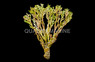 Halimeda Algae :: 60009