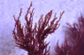 Red Kelp on Rock :: 60029