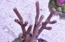 Bushy Sea Rod :: 51033